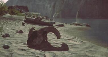 CGI Skull remains rest on sandy shore beside a tranquil lake at dusk video