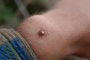 A small red spider on the arm of a person photo