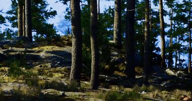 CGI Tall trees and rocky terrain provide a tranquil setting in the forest video