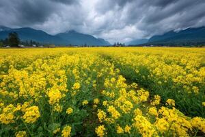 Canola field in the mountains under stormy skies photo