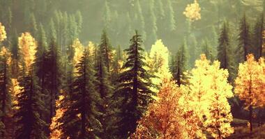 CGI Vibrant autumn foliage surrounded by towering evergreens in a serene forest video