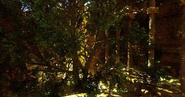 cgi gammal tempel ruiner med en stor träd skapande en mystisk atmosfär video