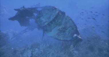 CGI Rusting shipwreck rests on ocean floor amidst colorful marine life video