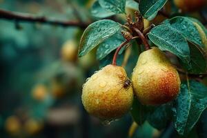 Two pears on a tree with water droplets photo