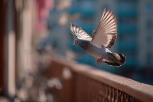 A pigeon is flying over a building photo