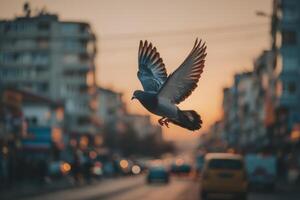 A pigeon flying over a city street at sunset photo