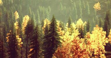 CGI Colorful autumn foliage in a serene forest setting with sunlight filtering video