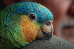 A close up of a colorful parrot photo
