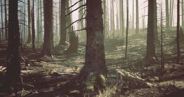 CGI Crisp light filters through charred trees in a burned forest landscape video