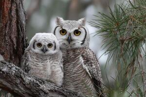 Owls in the wild photo