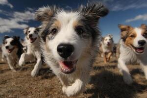 A group of dogs running in a field photo