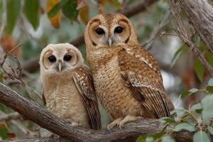Two owls sitting on a tree branch photo