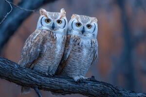 Two owls sitting on a branch in front of a dark background photo