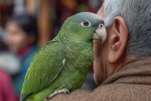 A green parrot on a man's shoulder photo