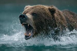A brown bear is roaring in the water photo