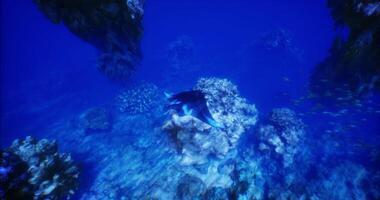 CGI Manta ray gliding gracefully through vibrant coral reef underwater video