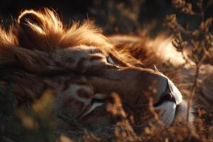 A lion laying down in the grass photo