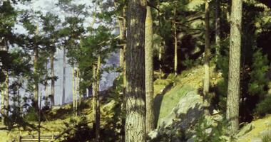 CGI Forest landscape with tall trees and dappled sunlight during the day video