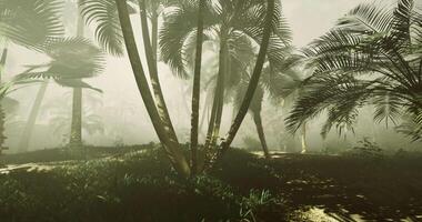 CGI Lush tropical forest with mist and palm trees in early morning light video