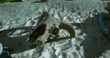 CGI Driftwood with intricate patterns on sandy beach during daylight video