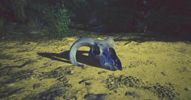 CGI Skull of a ram resting on sandy terrain under low light conditions video