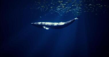 CGI Majestic whale swimming gracefully in deep ocean waters under sunlit surface video