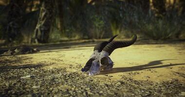 CGI Skull of a desert animal lying on sandy ground under bright sunlight video