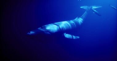 CGI Whale gliding through deep ocean waters in serene underwater environment video