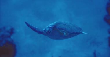 CGI Turtle gliding through the clear waters of a coral reef at midday video