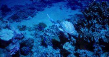 CGI Underwater exploration with a turtle swimming near coral reef video