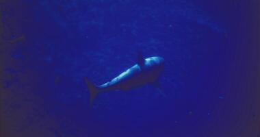 CGI Shark swimming calmly in deep blue ocean water during daylight hours video