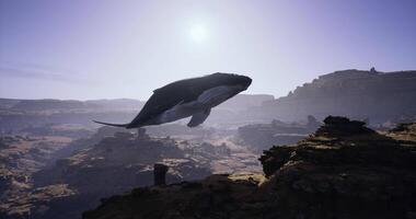 CGI Whale soaring above the Grand Canyon at sunrise showcases a unique view video