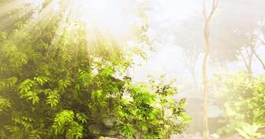 CGI Sun rays filter through lush foliage in a serene green forest setting video
