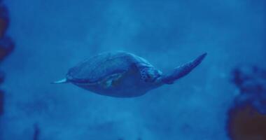 CGI Underwater view of a sea turtle swimming in a vibrant ocean habitat video