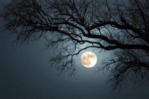 A full moon is seen through a tree photo