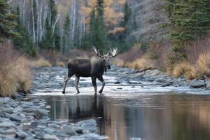 A moose is walking across a river in the woods photo
