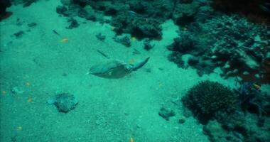 CGI Underwater view of a sea turtle swimming near coral in clear ocean waters video