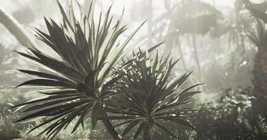 CGI Lush green plants thrive in a misty forest at dawn with soft sunlight video
