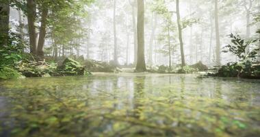 CGI Lush forest with mist and reflective water in a tranquil setting video