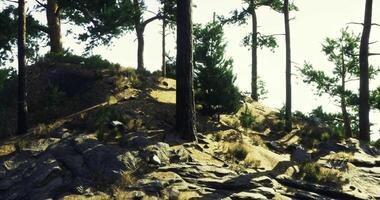 CGI Exploring a rocky terrain surrounded by tall pine trees under bright sunlight video