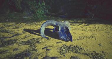 CGI Uncovered ram skull resting on sandy ground surrounded by vegetation video