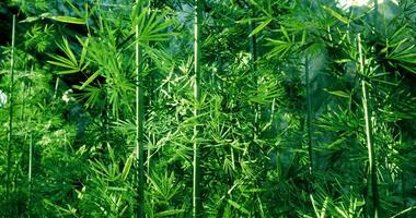 CGI Lush greenery in a vibrant natural setting during the day video