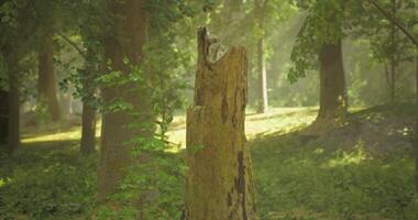 CGI Sunlight filters through trees illuminating a weathered tree stump in a forest video