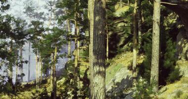 CGI Scenic view of a forest with tall trees and natural light during daytime video