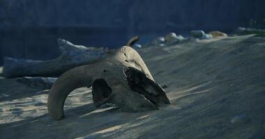 CGI Ancient skull resting on sandy shore near calm waters at dusk video