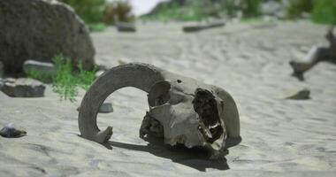 CGI Elephant skull discovered in a dry riverbed in a remote landscape video