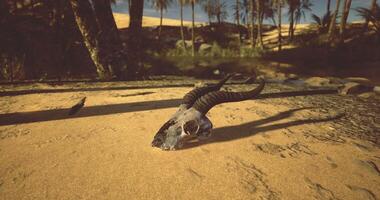 CGI Skull with horns finds resting place in desert landscape near oasis video