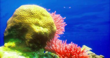 CGI Colorful coral and anemones thrive in vibrant underwater ecosystem video