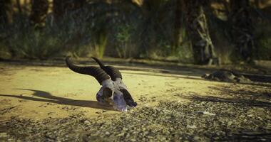 CGI Detailed view of a ram skull resting on dry ground in a desert environment video