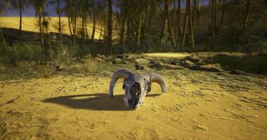 CGI Natural elements converge with a bleached animal skull in a desert landscape video